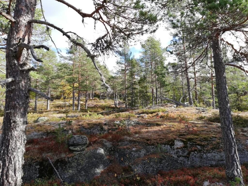 mer glissen furuskog.