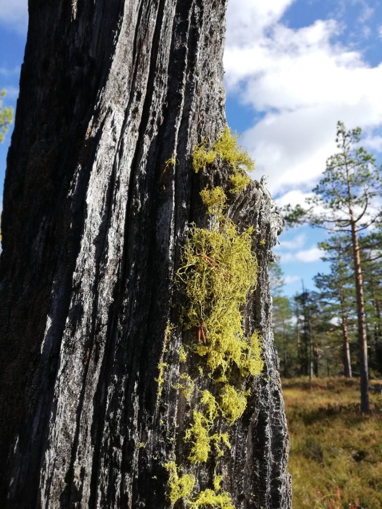 Den gamle granskogen og kjerneområdet kan sees