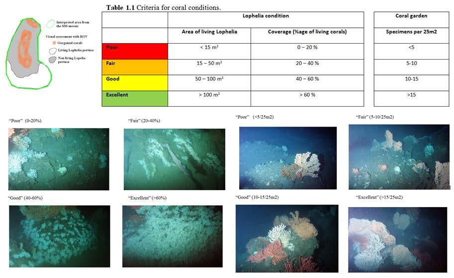 Figur 4.1: Klassifiseringskriterier for kaldtvannskoraller gitt i NOROG-retningslinjer.