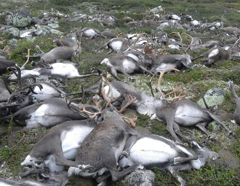 Fallvilt Årlig dør 8000 10 000 hjortevilt av andre årsaker enn jakt Flest påkjørsler Alt fallvilt skal registreres