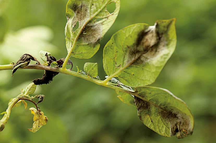 Tørråte Revus Hurtig effekt mot tørråte Tørråte Tørråte forårsaker store skader på blader og stengler som kan sprer seg til både over og underjordiske deler av plantene.