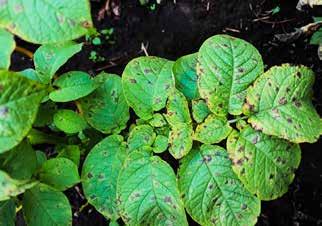 Amistar bekjemper soppsykdommene mest effektivt innen soppen har etablert seg i planten, derfor bør midlet brukes før infeksjon, det vil si før en fuktperiode.