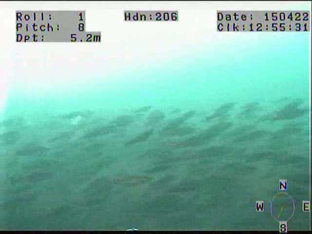 Hardbotn på 12 meters djup, straumrik lokalitet gjev gode forhold