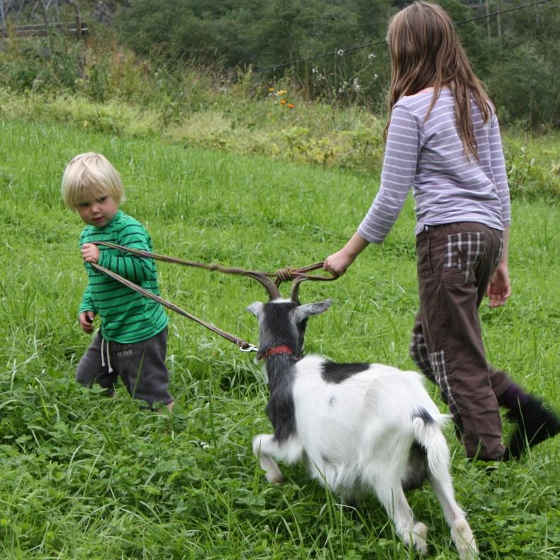 4H-gard i vekst 4H-gardar er besøksgardar med pedagogiske tilrettelagde tilbod for born, unge og vaksne. Forprosjektet er snart ferdig.