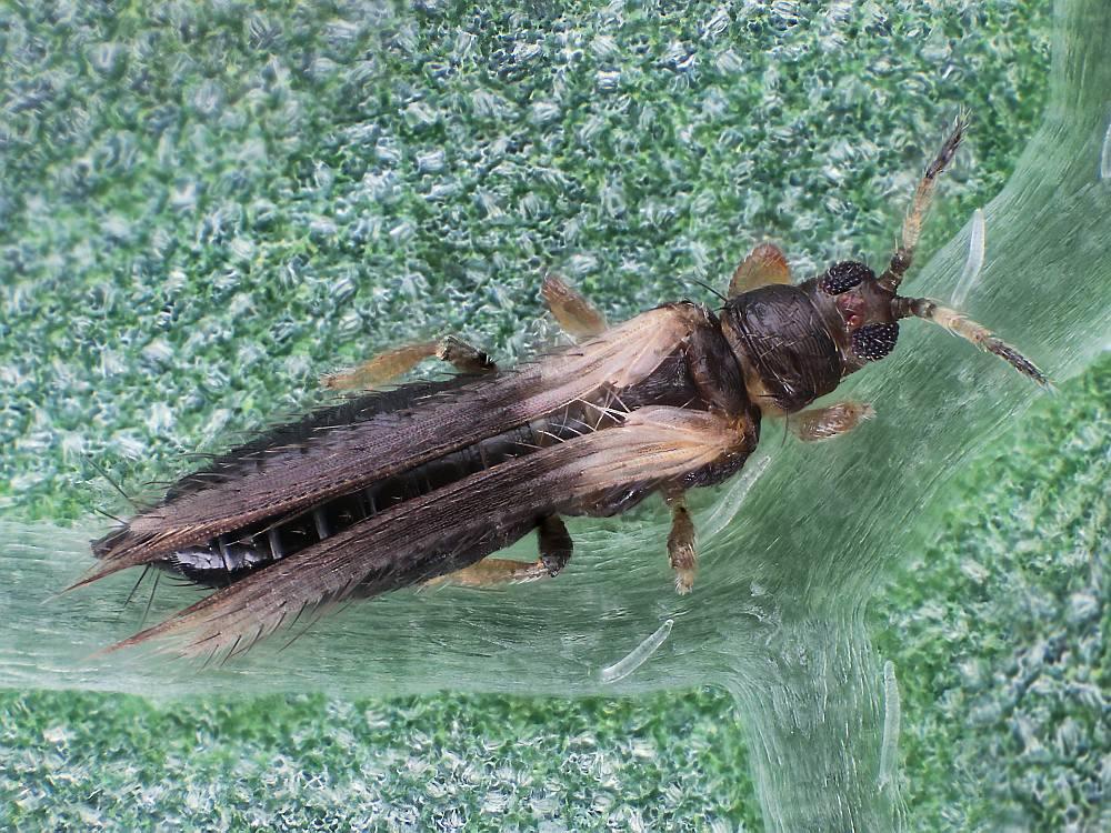 av hortensia (Foto: Wietse den Hartog, NL) Figur 2.