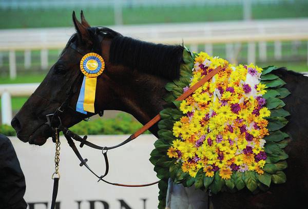 Lando - Nashwan - Night Shift Født 2007, 165 cm Handicap 97 (Tilsvarer 114 i engelsk/irsk formtall) Fullblodsfamilie 11-a Sitat Wido Neuroth: «Sir Lando er en av de beste hestene - og den med