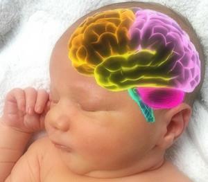Endring - Utvikling av hjernen sensitive perioder Ved fødsel; inneholder alt for