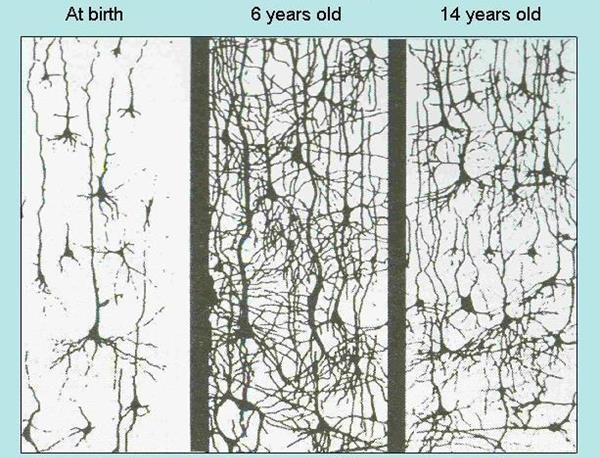 To innsikter: Prosessene i PFC tar ny fart i tenårsperioden opprydding Synaptisk beskjæring skjer gjennom barndom og puberteten og resulterer i en lavere synaptisk tetthet i frontal lobene.