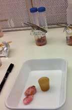 I skålen ligger to ferske eggstokker etter uttak fra et dyr som er slaktet En ingeniør tar ut eggene fra eggstokken ved hjelp av en kanyle.