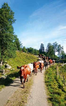 FAKTA Tine-Mjølkonomi, kjært barn har nytt navn, er et verktøy som skal måle lønnsomheten. Analysen deles i driftsgrener som grovfôr, mjølk, kvige, okse og kjøttfe.