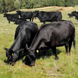 Aberdeen Angus Kjøttferasen med minst kalvingsvansker 100 % kollet avkom God tilvekst på lite kraftfor ELITEOKSE 74029 AHorgen Erie Marmorering 3,80 %