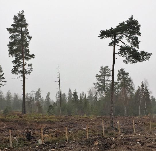 Planområdet kommer ikke i berøringen med denne. Det er ikke registrert viktige kulturminner innenfor denne delen av områdereguleringen. Det er gode turmuligheter i kort avstand fra planområdet.