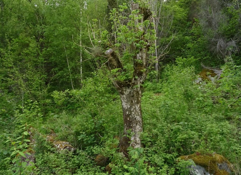 Jeg vil ellers sterkt fraråde oppstart eller gjenopptaking av lauving/ styving av eldre asketrær, hovedsakelig fordi dette vil svekke trærnes immunforsvar og gjøre dem mer mottakelig for bl.a. askeskuddsyke.