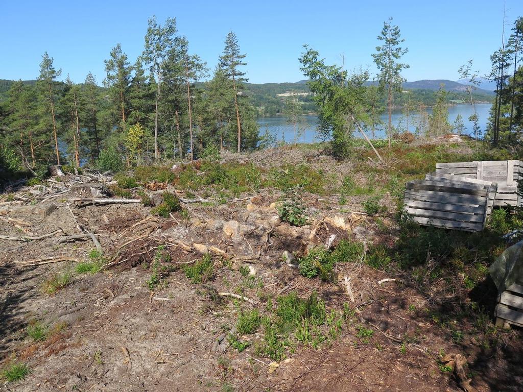 Rapport arkeologisk registrering 9 3.1 Terrenget Planområdet ligger på en bergrygg som skrår fra sør mot nord. I midtre del av planområdet er det et flatere parti (Foto 1).