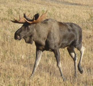 Rådyrjakta 2011 Rådyrjakta ble avsluttet 23.12.2011. Det tok lang tid før vi fikk inn rapportene etter jakta (fristen er 10 dager etter jaktslutt), vi håper dere sender inn rapporteringsskjemaene raskere etter årets jakt.