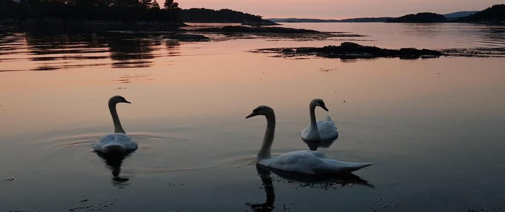 23 SKATTEKOSTNAD OG UTSETT SKATT Skattekostnaden er knytta til det rekneskapsmessige resultatet og består av betalbar skatt og endring i netto utsett skatt.