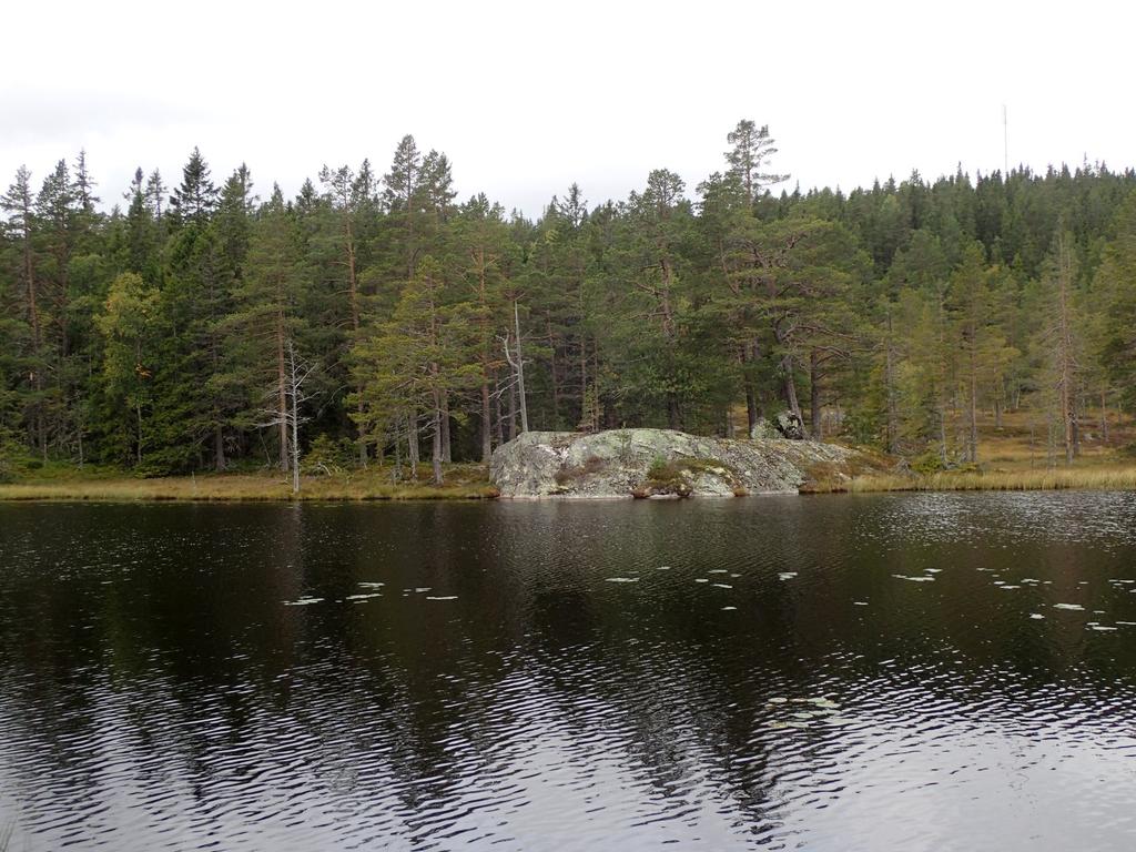 trær og død ved rundt