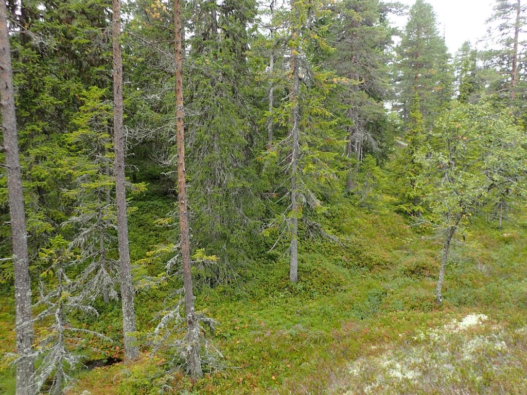 Skog ved   Søkk med mer