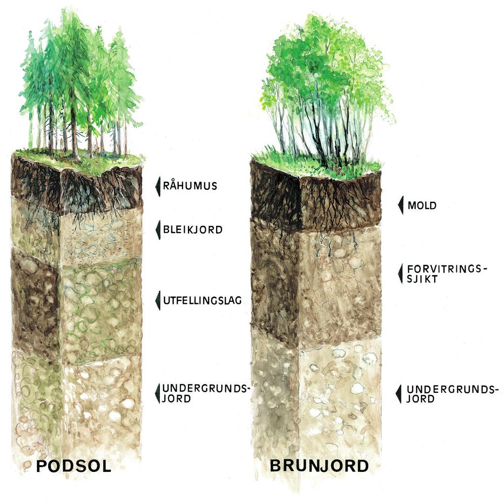 Litt forenklet sagt vil trœrnes vekst vœre bedre jo kraftigere markvegetasjonen er. JORDPROFIL De vanligste typene av naturlig jordsmonn i Norge kalles podsol og brunjord.