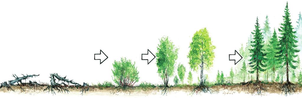 Globalt har skogen stor betydning for klimaet. Levende skog i god vekst binder klimagassen CO2 og bidrar dermed til å motvirke drivhuseffekt og temperaturstigning på jorda.