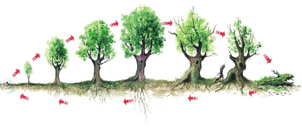 TREETS ROLLE I ØKOSYSMET TREETS KRETSLØP TRÆRNES INNVANDRING Treet har en sentral plass i skogøkosystemet.