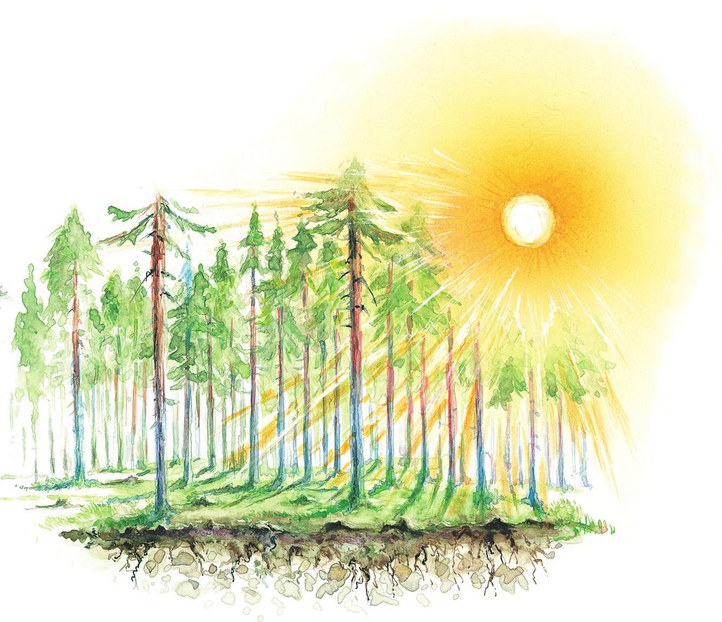 Et tynningsinngrep fører til at lysmengde og temperatur øker på bakken i bestandet. Dette gir en frodigere vegetasjon i skogbunnen etter at en skog er tynnet.