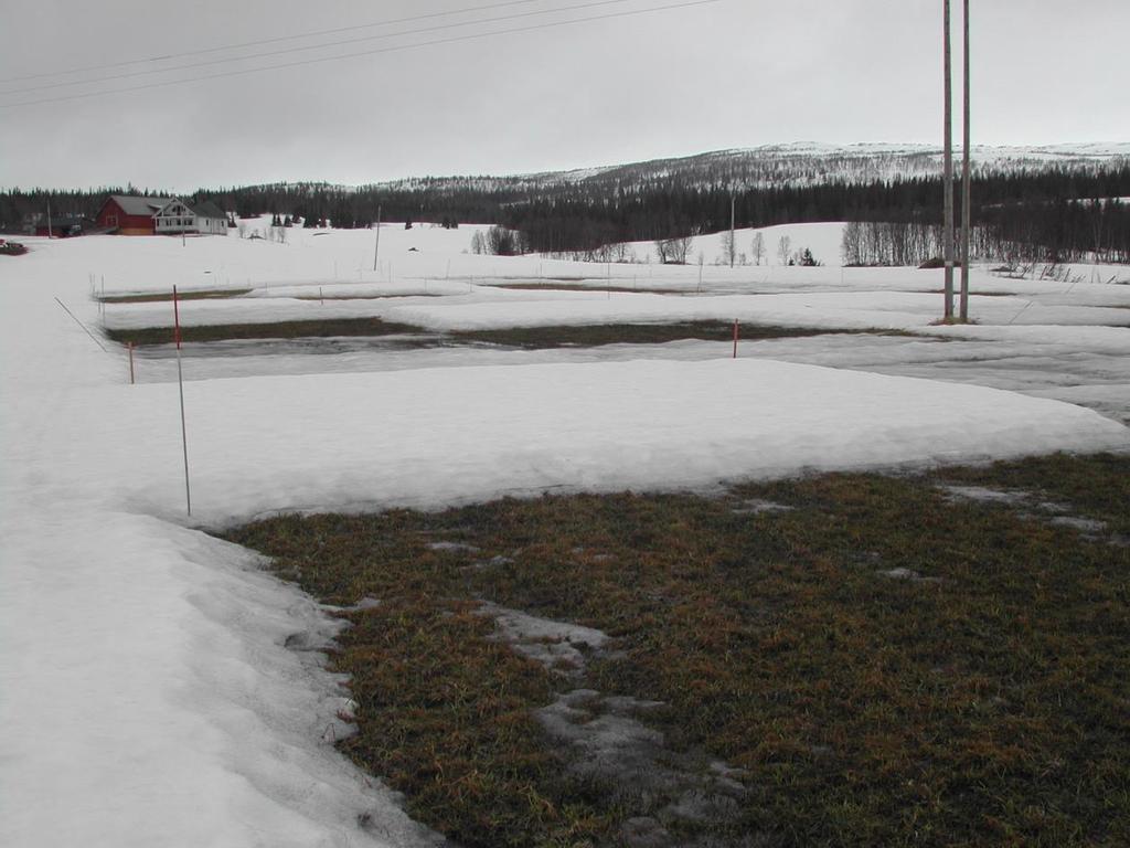 Snømugg (Michrodochium nivale). Denne soppen krever moderat snødekke. Denne vil opptre i de områder hvor snødekket ligger kortere tid en 90 døgn.