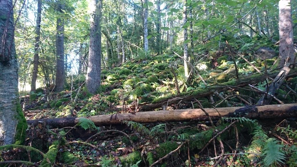 edelløvskog med lind og eik finnes i smale