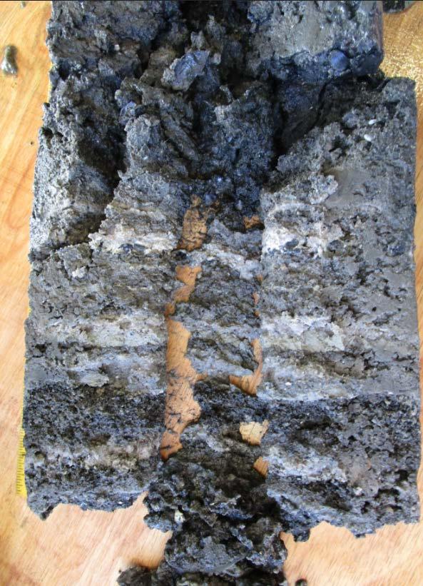 5-15 cm, med olivengrønt, svart gråsvart sediment.