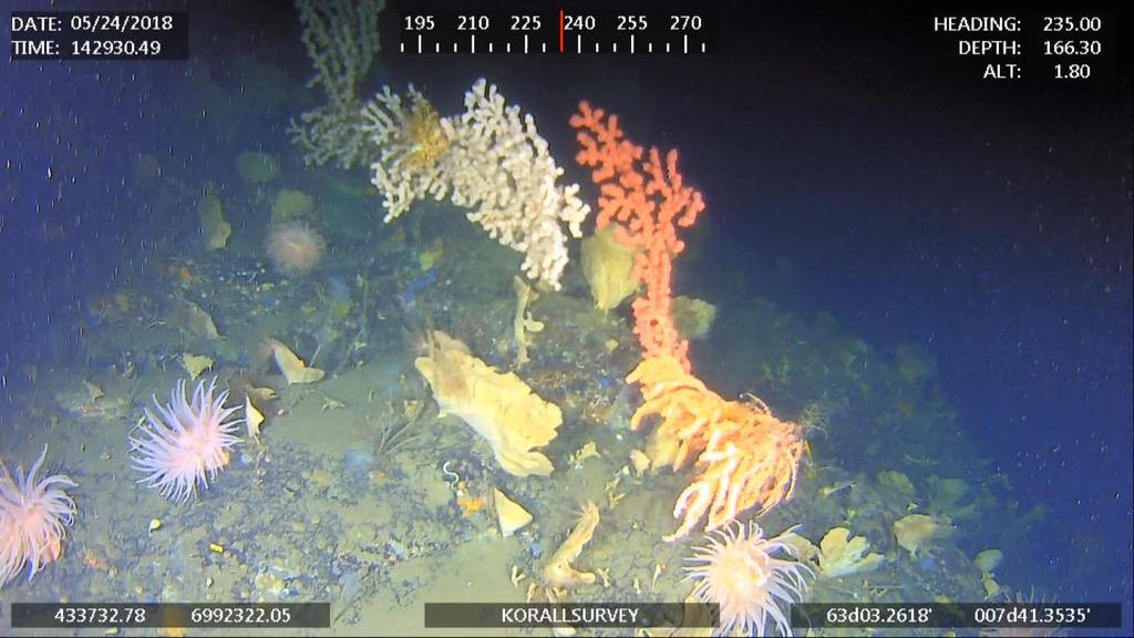 3.1.5 Mellom M12 og M11B Mellom søkelinjene M12 og M11b ble det observert korallforekomster store deler av søkelinjen, med unntak av siste del opp mot anlegget.