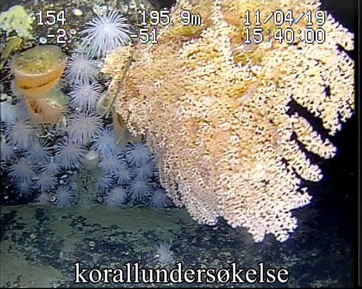 Figur 3.1.6.9 Etter hvert dukket det også opp kolonier av risengrynskorall. Her sammen med korallnellik og kjempefilskjell.