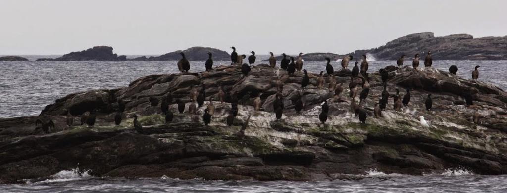 Hva krever naturmangfoldlovens kap II? 8 (kunnskapsgrunnlaget) Beslutningene skal så langt det er rimelig, bygge på vitenskapelig kunnskap om arters bestandssituasjon mv.