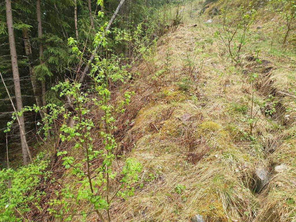 av løsmassenes begrensede mektighet, vurderes sannsynligheten for jordskred fra de øvre delene av fjellsiden som liten. Litt lenger ned i fjellsiden er det muligens tynt morenedekke i lommer.