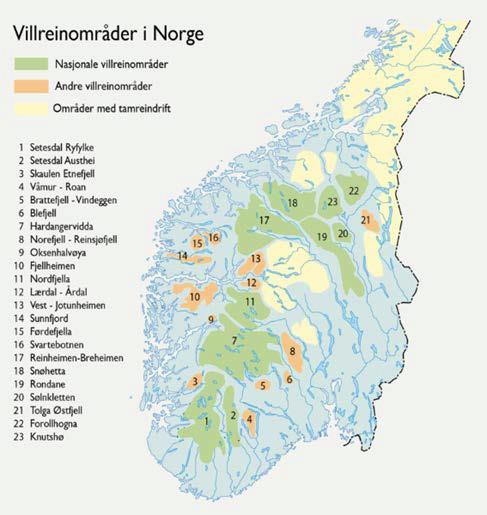 Tiltak mot CWD Filefjell Reinlag vokter RV 52, dvs. «kanten» mot Nordfjella villreinområde. En må for enhver pris unngå sammenblanding: Fysisk sperregjerde i Mørkedalen.