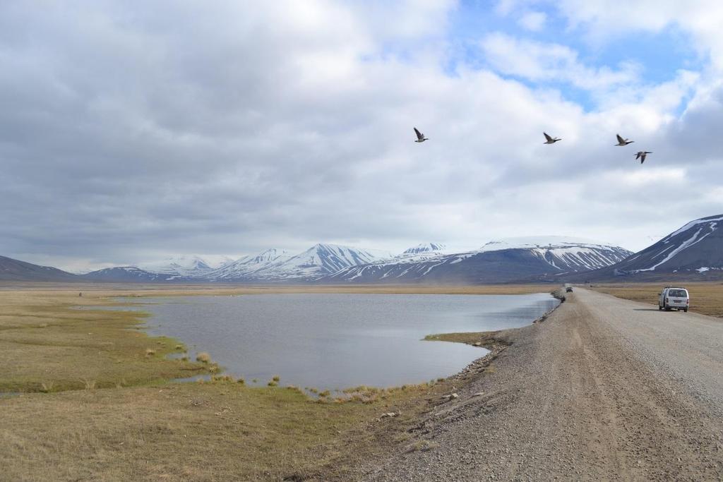 Lomdammen hadde smålom årlig hekkende til utpå 90-tallet. De senere år har hekkesuksessen vært dårlig, mest sannsynlig pga fjellrev. I 2008-2009 ble det laget en kunstig øy ute i dammen.