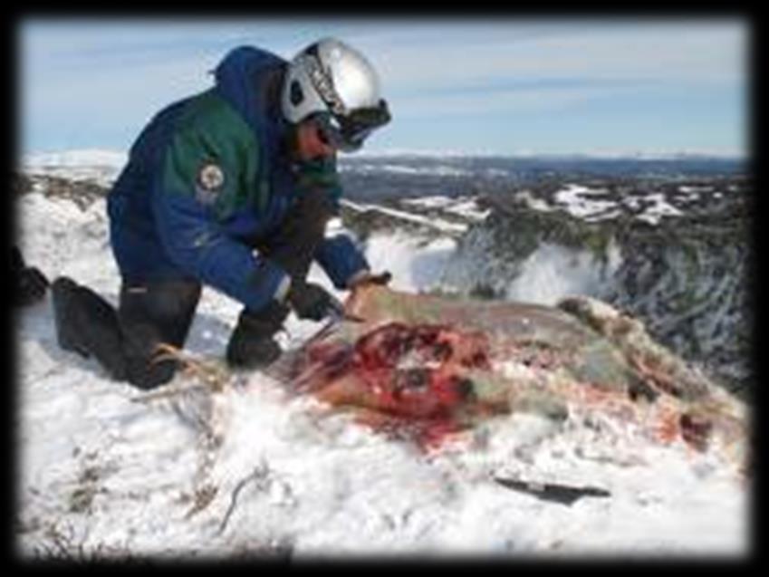 Skadedokumentasjon Drept av rovvilt? Håndbok for skadedokumentasjon. Utgitt 2011. Bestilles/lastes ned fra www.miljodirektoratet.