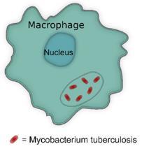 mikrober/virus IFN-γ, IL-12 Th1-celler CD8+ cytotoksiske T-celler Makrofager