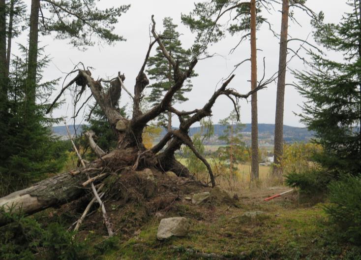 Figur 12: Baksiden av rotvelt, nordlig halvdel (foto Cf35060_05). Baksiden av rotveltet omfattet mye av det endevendte materialet mose og lyngdekke som var holdt sammen av underliggende rotteppe.