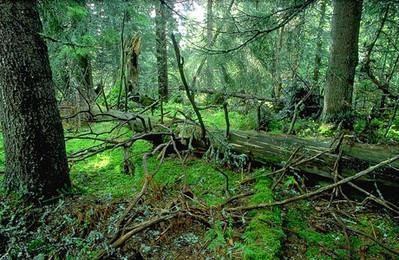 Forvaltningen av skogen i allmenningene USS: Støtter flertallets forslag om fjellstyret skal overta