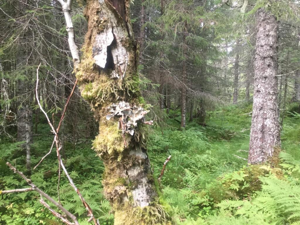 Foto: Geir Høitomt Kildeframspring og sumpskogpartier