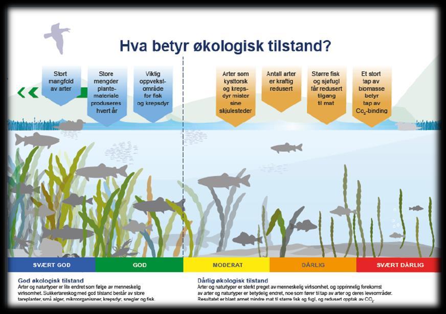 Økologisk tilstand: Ser på sammensetning av