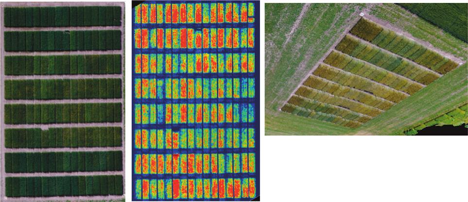 187 Figur 15.3 Fra venstre til høyre: RGB-bilde av et forsøksfelt med hvetekorn på Ås, NDVI-bilde av den samme åkeren, 3D-modell åkeren. refererte kart over området.