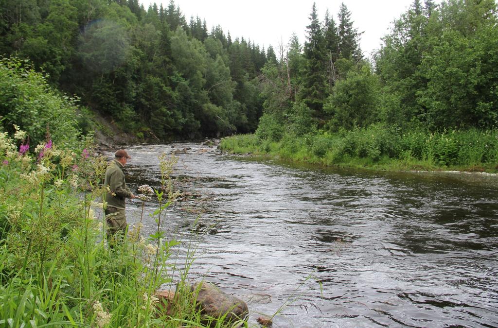 1635 Gytefisktellinger i Austerelva og Ferja (Årgårdsvassdraget) Årsrapport 2018 Vegard Pedersen Sollien,