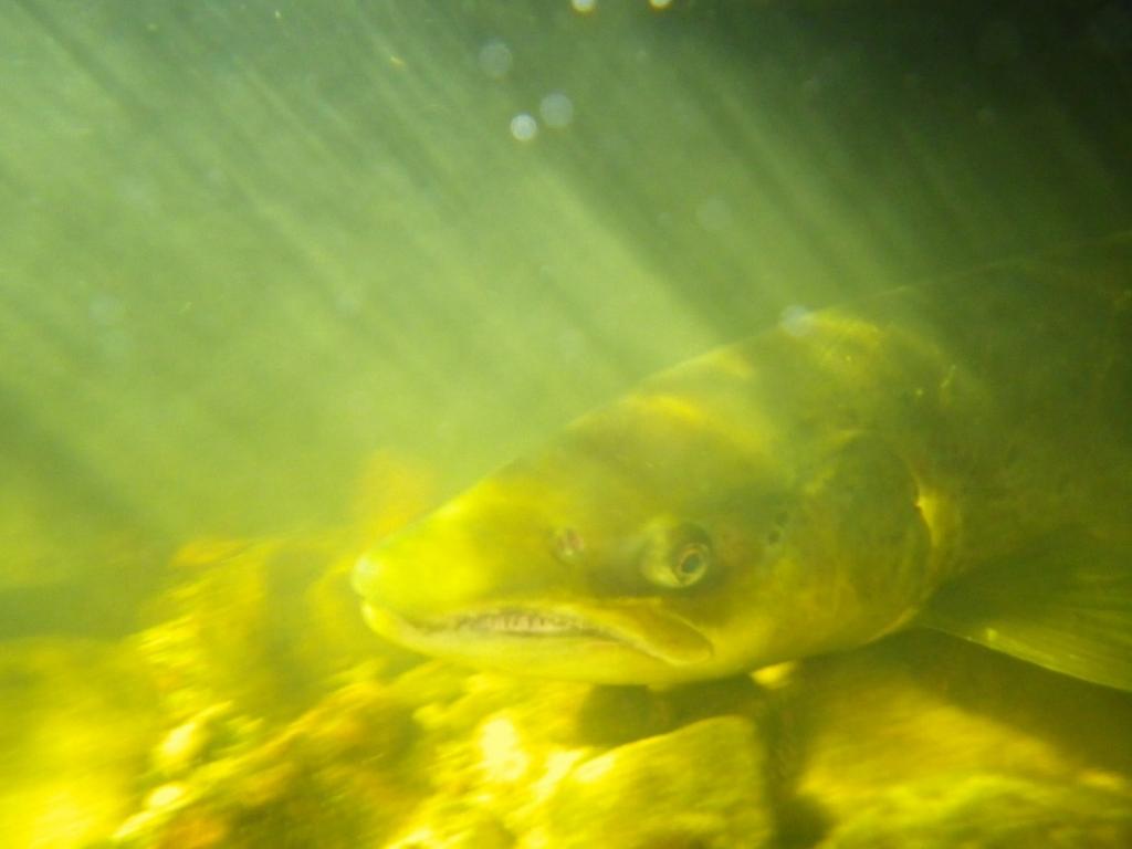 3.3 Gytefisktellinger i Austerelva Det ble forsøkt gjennomført gytefisktellinger på omtrent 10,1 km (47 % av anadrom strekning) i Austerelva 15. oktober.