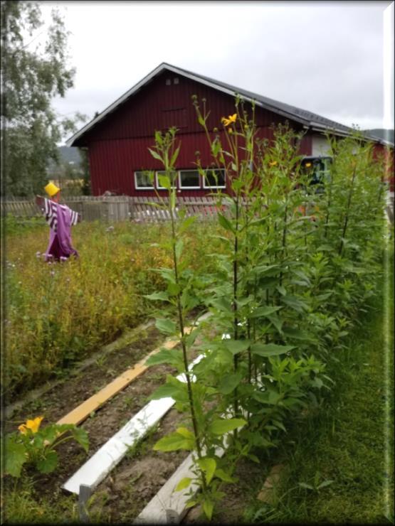 Viktig faktorer i dette arbeidet er å videreføre og videreutvikle rutiner for måltider, lek, samlingsstunder, stell av hønsehuset osv. Hvert enkelt barn skal trives og utvikle seg i barnehagen.