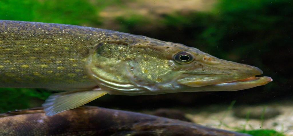 Claim: The Hg level of freshwater fish is