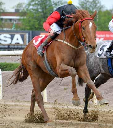 Derbyfeltet 2019 5 DEADLINE DAY (USA) Eier: Wido Neuroth AS Har lært seg reiseveien til Jägersro. Har ikke startet på noen annen bane siden i fjor høst og ikke på Øvrevoll på over et år.