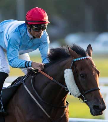 Derbyfeltet 2019 7 TINOLO (GER) Eier: Mr Ascot Åpnet sesongen med en fin seier foran gode Nathless. Toer i Derby Trial på Jägersro bak Red Cactus, men mislyktes i Derby Consolation.