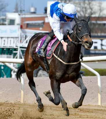 Derbyfeltet 2019 11 NOUVELLE LUNE (GER) Eier: Stall Perlen Er sammen med Privilegiado de to med størst kapasitet. Så spørs det om 2400 meter på Øvrevolls gress er en livrett.