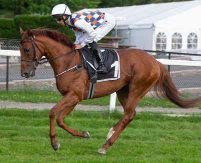 Trenerne Cathrine Erichsen, Wido Neuroth og Niels Petersen er de tre Øvrevoll-trenerne som har hester til start i årets Derby.